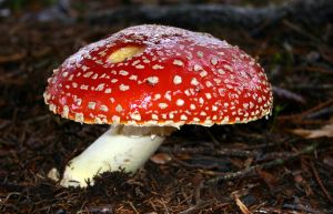Amanita on damiana 10x extract: Red mushroom image