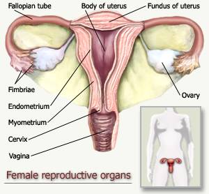 Women reproductive organs image