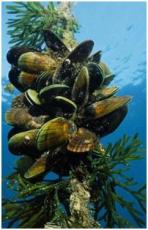 Under Water Mussel image