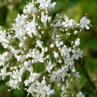 Valerian Flower image