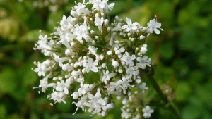 Valerian Root Extract for Children - Valerian Flower image