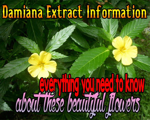 Damiana-Extract-Information image