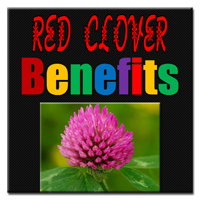 Red-Clover-Benefits-thumb