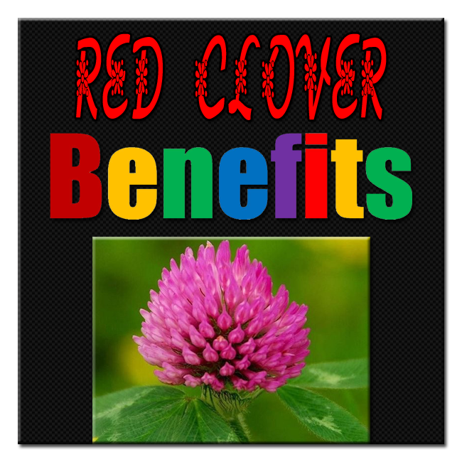 Red-Clover-Benefits image