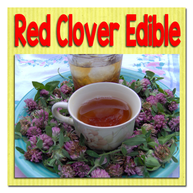 Red-Clover-Edible image