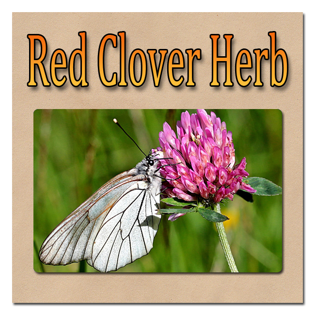 Red-Clover-Herb image