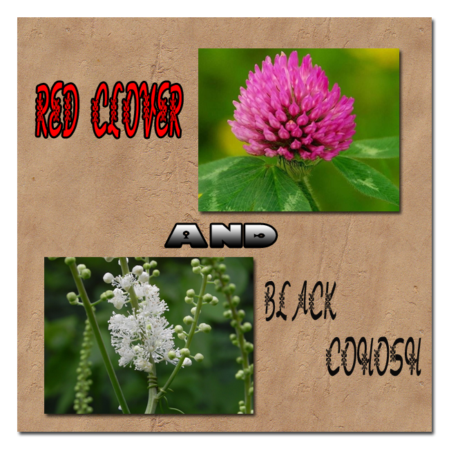 Red-Clover-and-Black-Cohosh image