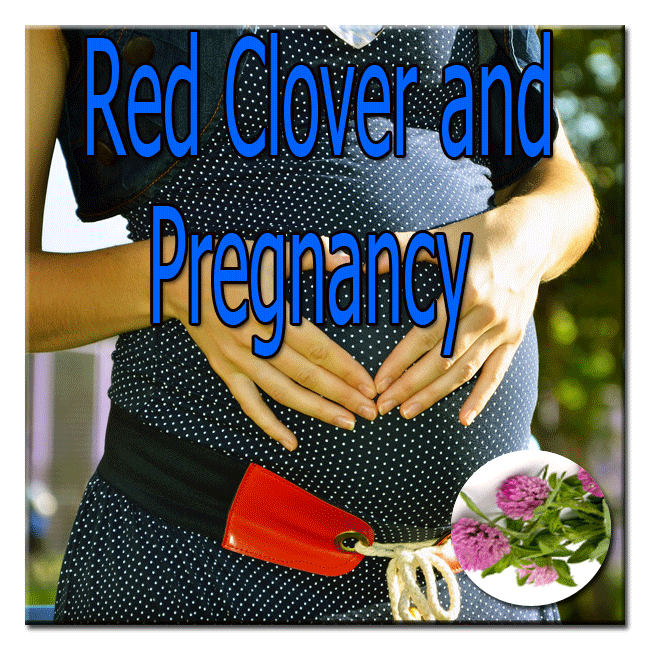 Red Clover and Pregnancy image