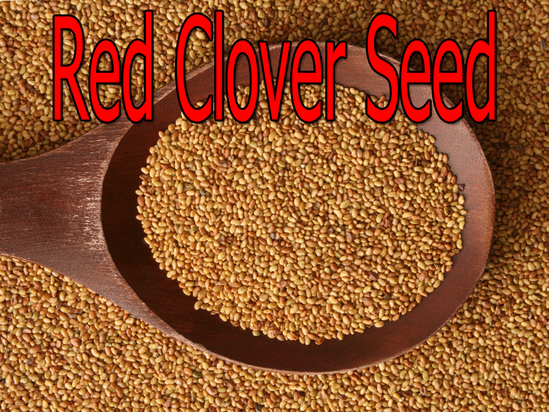 Red Clover Seed image