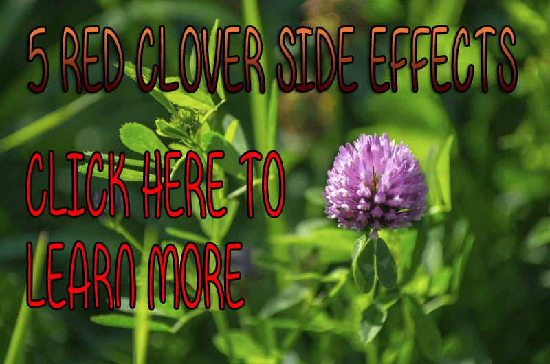 red-clover-side-effects image